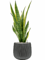 Sansevieria Trifasciata Laurentii In Wave D 19 H 87 cm - PlantenShop24 - 15-07-2025