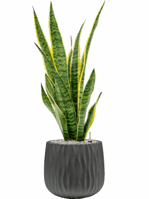 Sansevieria Trifasciata Laurentii In Wave D 19 H 87 cm - PlantenShop24 - 15-07-2025