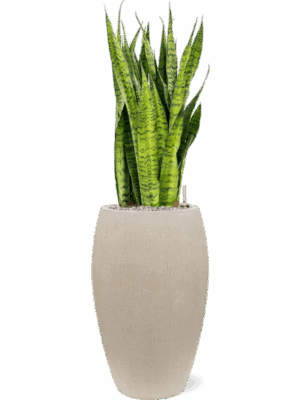 Sansevieria Zeylanica In Baq Raindrop D 30 H 109 cm - PlantenShop24 - 16-07-2025