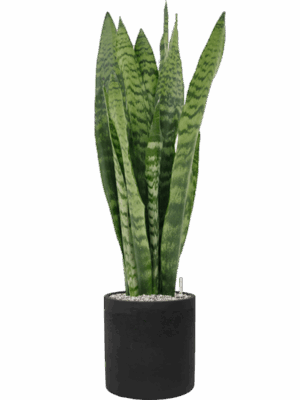 Sansevieria Zeylanica In Rough D 21 H 93 cm - PlantenShop24 - 01-07-2025