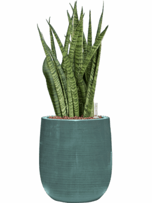 Sansevieria Zeylanica Narrow In Plain Striped D 15 H 53 cm - PlantenShop24 - 21-07-2025