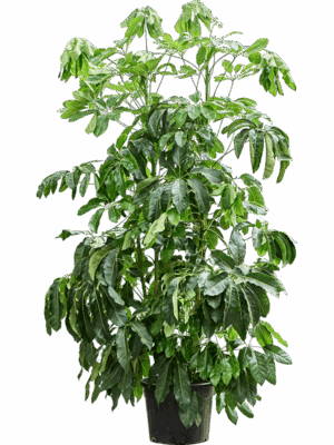 Schefflera Actinophylla Amate D 55 H 260 cm - PlantenShop24 - 23-07-2025