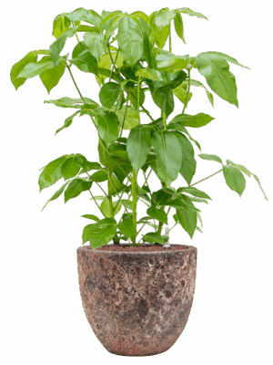 Schefflera Actinophylla Amate In Baq Lava D 28 H 104 cm - PlantenShop24 - 09-07-2025
