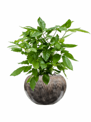 Schefflera Actinophylla Amate In Baq Luxe Lite Comet D 21 H 77 cm - PlantenShop24 - 30-06-2025
