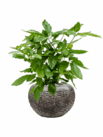 Schefflera Actinophylla Amate In Baq Luxe Lite Layer D 21 H 76 cm - PlantenShop24 - 30-06-2025