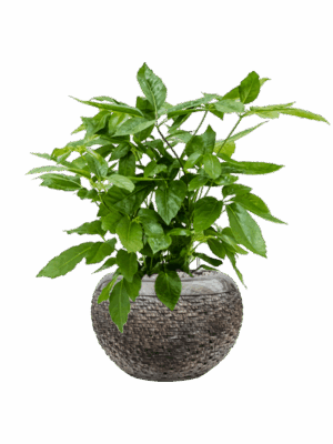 Schefflera Actinophylla Amate In Baq Luxe Lite Layer D 21 H 76 cm - PlantenShop24 - 30-06-2025