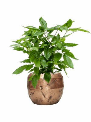 Schefflera Actinophylla Amate In Baq Opus Raw D 21 H 79 cm - PlantenShop24 - 30-06-2025