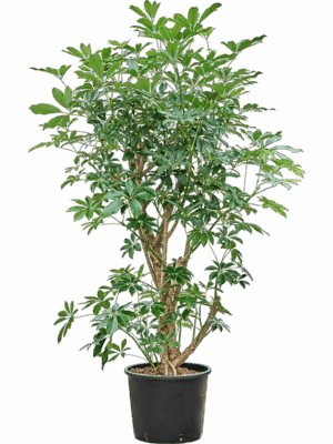 Schefflera Arboricola Compacta D 28 H 125 cm - PlantenShop24 - 28-07-2025