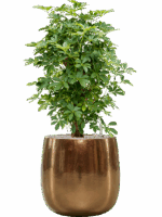 Schefflera Arboricola Compacta In Balloon D 30 H 112 cm - PlantenShop24 - 22-07-2025