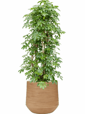 Schefflera Arboricola Compacta In Baq Dune D 34 H 123 cm - PlantenShop24 - 29-07-2025