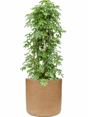 Schefflera Arboricola Compacta In Baq Dune D 34 H 130 cm - PlantenShop24 - 29-07-2025