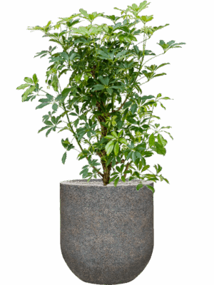 Schefflera Arboricola Compacta In Baq Naturescast D 30 H 134 cm - PlantenShop24 - 15-07-2025