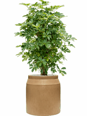 Schefflera Arboricola Compacta In Baq Raindrop D 30 H 109 cm - PlantenShop24 - 22-07-2025