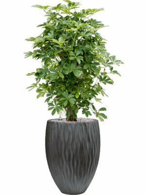 Schefflera Arboricola Compacta In Wave D 30 H 114 cm - PlantenShop24 - 22-07-2025