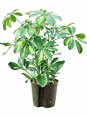 Schefflera Arboricola Gold Capella D 13 H 40 cm - PlantenShop24 - 29-07-2025