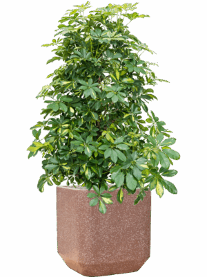Schefflera Arboricola Gold Capella In Baq Terrazzo D 34 H 138 cm - PlantenShop24 - 15-07-2025