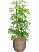 Schefflera Gold Capella In Baq Polystone Coated Plain D 22 H 150 cm - PlantenShop24 - 18-07-2025
