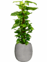Scindapsus Aureum In Baq Polystone Coated Plain D 24 H 132 cm - PlantenShop24 - 03-07-2025