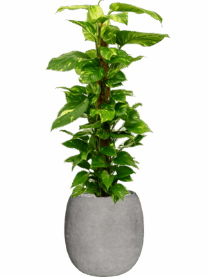 Scindapsus Aureum In Baq Polystone Coated Plain D 24 H 132 cm - PlantenShop24 - 03-07-2025