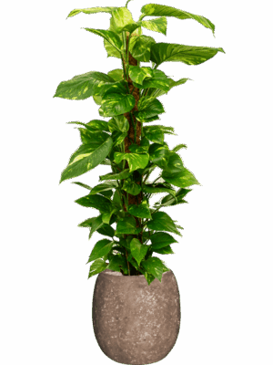 Scindapsus Aureum In Baq Polystone Coated Plain D 24 H 154 cm - PlantenShop24 - 15-07-2025