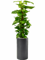 Scindapsus Epipremnum Aureum In Baq Basic D 24 H 147 cm - PlantenShop24 - 03-07-2025