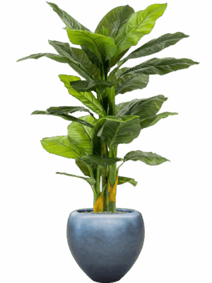 Spathiphyllum In Baq Metallic Silver Leaf D 50 H 172 cm - PlantenShop24 - 25-07-2025