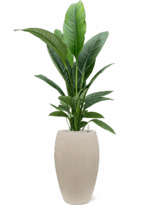 Spathiphyllum Sensation In Baq Raindrop D 24 H 163 cm - PlantenShop24 - 16-07-2025