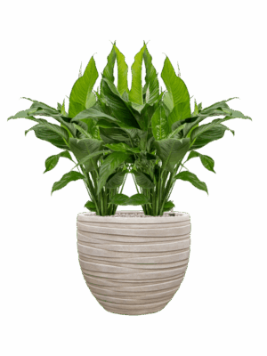 Spathiphyllum Sweet Lauretta In Baq Tornado D 24 H 103 cm - PlantenShop24 - 16-07-2025