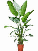 Strelitzia Nicolai D 27 H 180 cm - PlantenShop24 - 06-08-2025