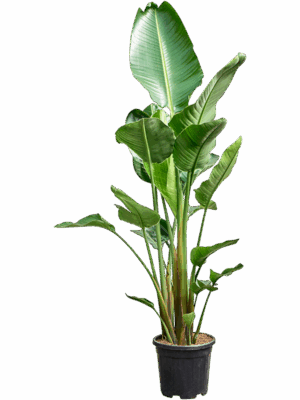 Strelitzia Nicolai D 30 H 195 cm - PlantenShop24 - 07-07-2025
