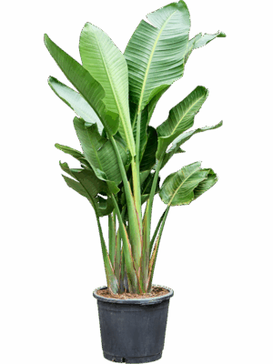 Strelitzia Nicolai D 40 H 190 cm - PlantenShop24 - 01-08-2025