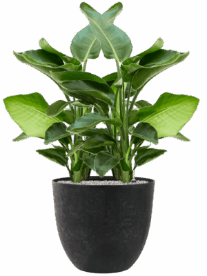 Strelitzia Nicolai In Artstone D 20 H 106 cm - PlantenShop24 - 23-07-2025