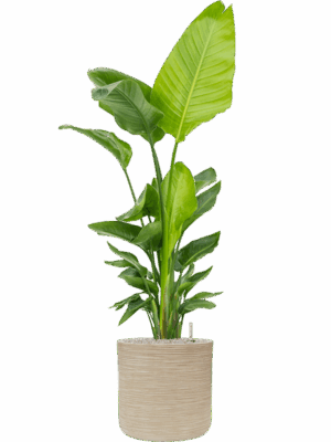 Strelitzia Nicolai  In Baq Dune D 30 H 157 cm - PlantenShop24 - 16-07-2025