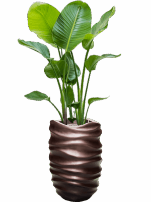 Strelitzia Nicolai In Baq Gradient Lee D 21 H 145 cm - PlantenShop24 - 08-07-2025
