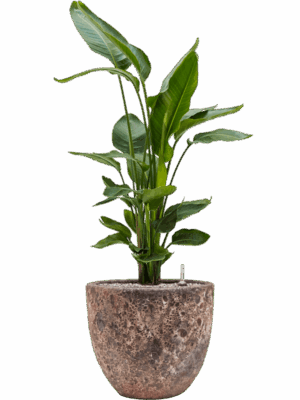 Strelitzia Nicolai In Baq Lava D 26 H 112 cm - PlantenShop24 - 09-07-2025
