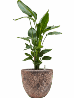 Strelitzia Nicolai In Baq Lava D 26 H 112 cm - PlantenShop24 - 09-07-2025