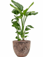 Strelitzia Nicolai In Baq Lava D 28 H 115 cm - PlantenShop24 - 09-07-2025