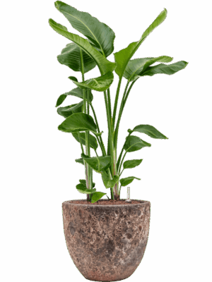Strelitzia Nicolai In Baq Lava D 28 H 115 cm - PlantenShop24 - 09-07-2025