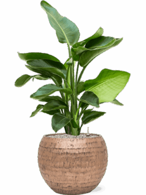 Strelitzia Nicolai In Baq Opus Hammered D 20 H 101 cm - PlantenShop24 - 23-07-2025