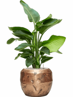 Strelitzia Nicolai In Baq Opus Raw D 20 H 99 cm - PlantenShop24 - 23-07-2025