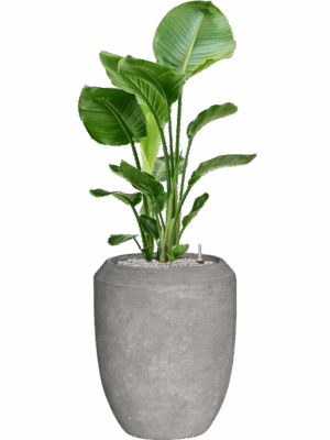 Strelitzia Nicolai In Baq Polystone Coated Plain D 24 H 128 cm - PlantenShop24 - 15-07-2025