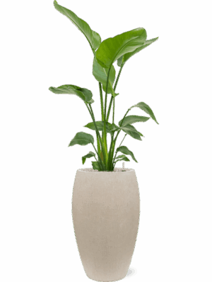 Strelitzia Nicolai In Baq Raindrop D 21 H 147 cm - PlantenShop24 - 16-07-2025