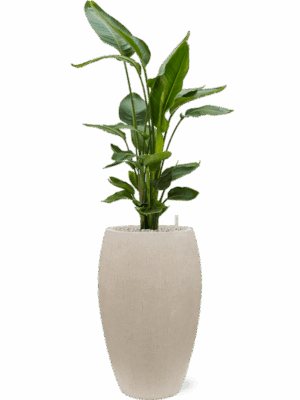 Strelitzia Nicolai In Baq Raindrop D 26 H 138 cm - PlantenShop24 - 16-07-2025
