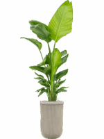 Strelitzia Nicolai  In Baq Vertical Rib D 30 H 205 cm - PlantenShop24 - 16-07-2025