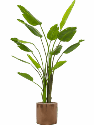 Strelitzia Nicolai In Cylinder D 40 H 218 cm - PlantenShop24 - 03-07-2025