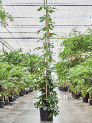 Tetrastigma Voinierianum D 45 H 300 cm - PlantenShop24 - 01-07-2025