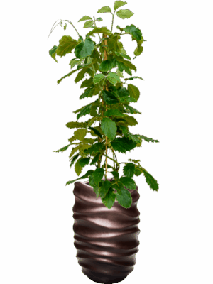 Tetrastigma Voinierianum In Baq Gradient Lee D 22 H 163 cm - PlantenShop24 - 08-07-2025