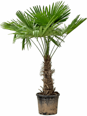 Trachycarpus Fortunei D 40 H 190 cm - PlantenShop24 - 07-07-2025