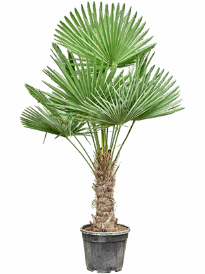 Trachycarpus Fortunei D 40 H 190 cm - PlantenShop24 - 15-07-2025