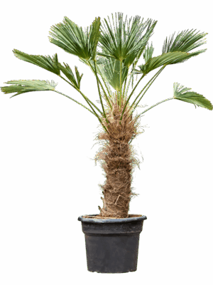 Trachycarpus Wagnerianus D 45 H 180 cm - PlantenShop24 - 01-07-2025